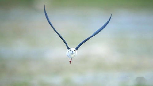 景明器材ii抓飞利器再进化 索尼alpha 1试用